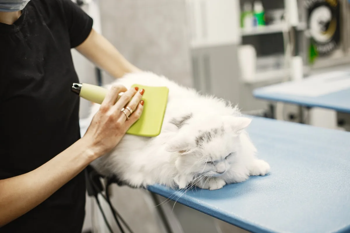 Pet Grooming 4.0: Refactoring Experience, Unleashing Value